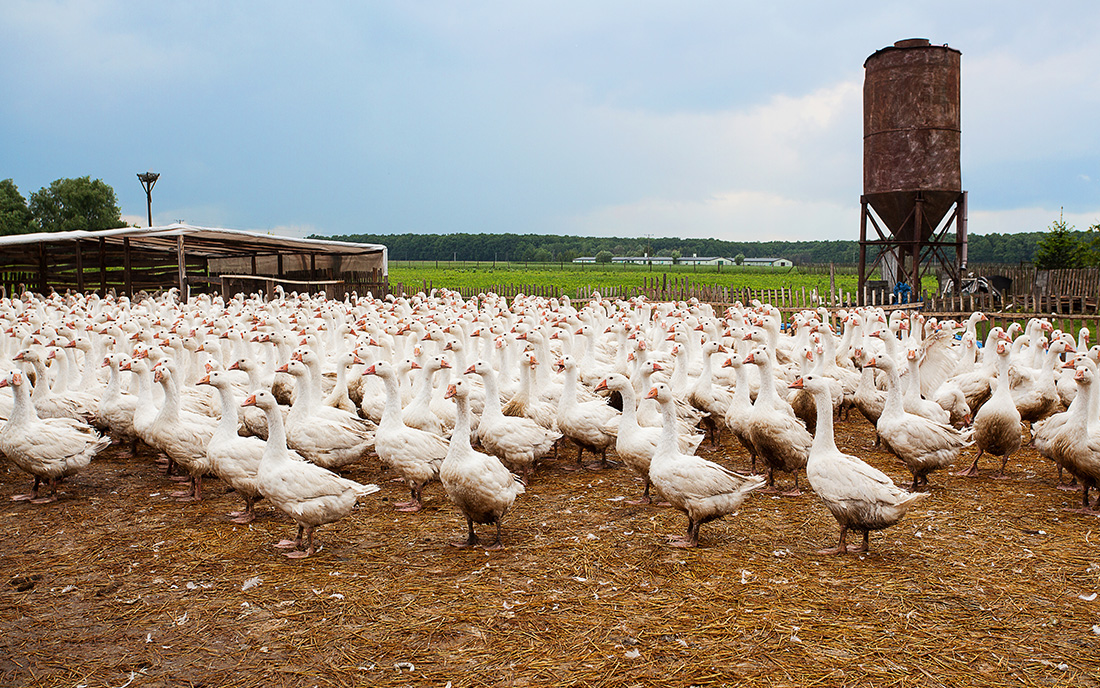 Kaz Etinin Sırrı Nedir?