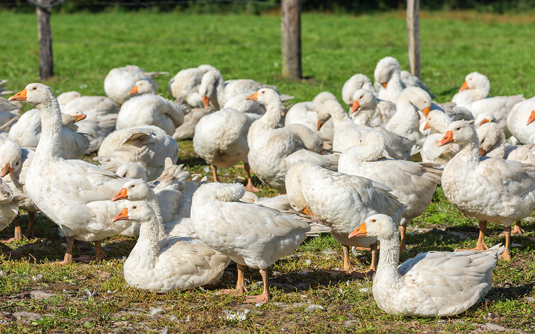 Kaz Hangi Ayda Yenir?